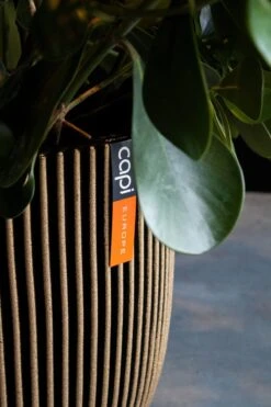 Capi Europe - Bloempot Bol Groove NL - 35x34 - Goud - Voor Binnen En Buiten - KGVGB932 9 Capi Europe - Bloempot Bol Groove NL - 35x34 - Goud - Voor Binnen En Buiten - KGVGB932 -Tuin Kweekbenodigdheden 800x1200 100