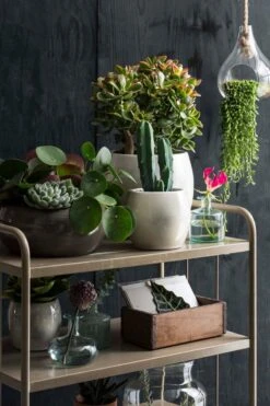 Mica Decorations Lester Bloempot - H18 X Ø20 Cm - Terracotta - Groen -Tuin Kweekbenodigdheden 800x1200 122