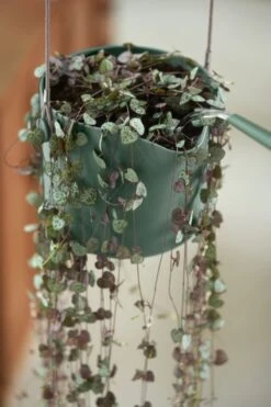 Elho B.for Swing 18 Hangpot - Bloempot Voor Binnen - Ø 18.0 X H 16.5 Cm - Groen/Blad Groen -Tuin Kweekbenodigdheden 800x1200 127