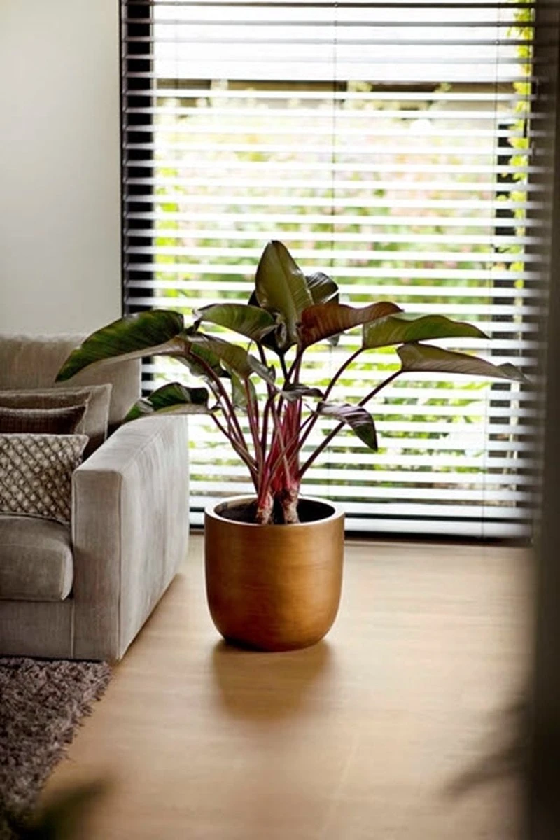 Capi Europe - Bloempot Bol Retro XL - 42x41 - Goud - Bloempot Voor Binnen - Opening ⌀36 - RTG933 9 Capi Europe - Bloempot Bol Retro XL - 42x41 - Goud - Bloempot Voor Binnen - Opening ⌀36 - RTG933 - Afbeelding 7