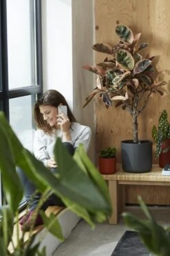 Elho B.for Soft Rond 35 - Bloempot Voor Binnen - Ø 34.5 X H 32.3 Cm - Antraciet 27 Elho B.for Soft Rond 35 - Bloempot Voor Binnen - Ø 34.5 X H 32.3 Cm - Antraciet -Tuin Kweekbenodigdheden 800x1200 129