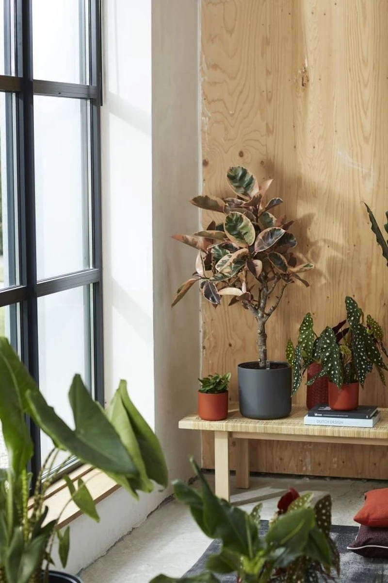 Elho B.for Soft Rond 35 - Bloempot Voor Binnen - Ø 34.5 X H 32.3 Cm - Antraciet 10 Elho B.for Soft Rond 35 - Bloempot Voor Binnen - Ø 34.5 X H 32.3 Cm - Antraciet - Afbeelding 8