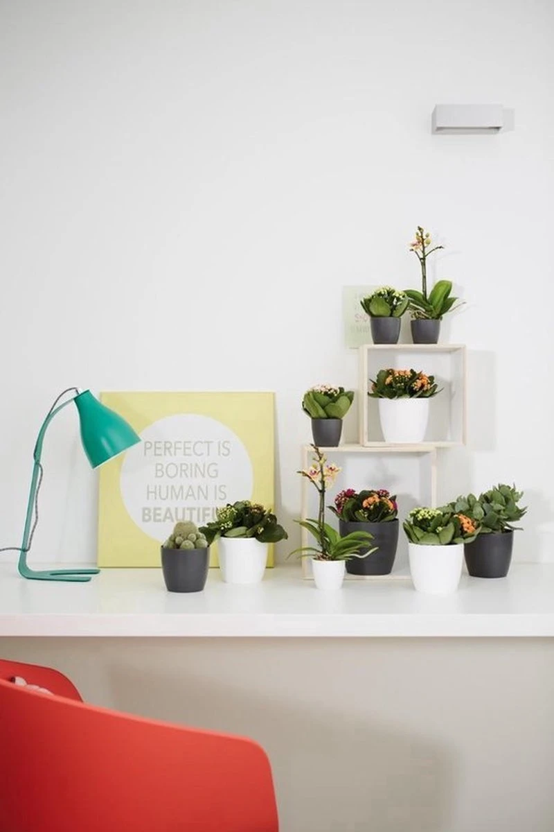 Elho B.for Soft Rond 35 - Bloempot Voor Binnen - Ø 34.5 X H 32.3 Cm - Antraciet 15 Elho B.for Soft Rond 35 - Bloempot Voor Binnen - Ø 34.5 X H 32.3 Cm - Antraciet - Afbeelding 13