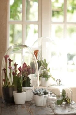 Elho B.for Soft Rond 35 - Bloempot Voor Binnen - Ø 34.5 X H 32.3 Cm - Antraciet 34 Elho B.for Soft Rond 35 - Bloempot Voor Binnen - Ø 34.5 X H 32.3 Cm - Antraciet -Tuin Kweekbenodigdheden 800x1200 132