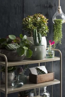 Mica Decorations Lester Bloempot - H31 X Ø33 Cm - Terracotta - Groen -Tuin Kweekbenodigdheden 800x1200 149