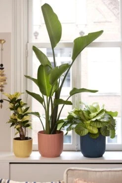 Elho Vibes Fold Rond 25 - Bloempot Voor Binnen - Ø 25.0 X H 23.0 Cm - Delicaat Roze -Tuin Kweekbenodigdheden 800x1200 163