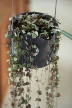 Elho B.for Swing 18 Hangpot - Bloempot Voor Binnen - Ø 18.0 X H 16.5 Cm - Zwart/Antraciet 19 Elho B.for Swing 18 Hangpot - Bloempot Voor Binnen - Ø 18.0 X H 16.5 Cm - Zwart/Antraciet -Tuin Kweekbenodigdheden 800x1200 171