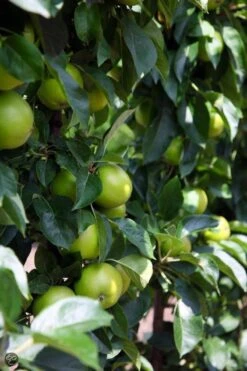 ECOStyle Vinassekali Organische Meststof - Vuor Kaliumtekort - Voor Moestuin, Siertuin En Fruit - Hoger Weerstand Tegen Droogte & Vorst - 15M² - 800 GR 17 ECOStyle Vinassekali Organische Meststof - Vuor Kaliumtekort - Voor Moestuin, Siertuin En Fruit - Hoger Weerstand Tegen Droogte & Vorst - 15M² - 800 GR -Tuin Kweekbenodigdheden 800x1200