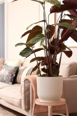 Elho Vibes Fold Rond 30 - Bloempot Voor Binnen - Ø 29.5 X H 27.2 Cm - Zijdewit 20 Elho Vibes Fold Rond 30 - Bloempot Voor Binnen - Ø 29.5 X H 27.2 Cm - Zijdewit -Tuin Kweekbenodigdheden 800x1200 72