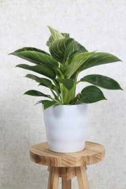 WL Plants - Bloempot Binnen - Set Van 4 - Dawn Ø12 Wit - Luxe Bloempotten Voor Binnen - Bloempotten Voor Buiten - Bloembak & Plantenpot - Hoogte 12,5 Cm - Keramisch Met Hoogwaardige Afwerking -Tuin Kweekbenodigdheden 800x1200 81