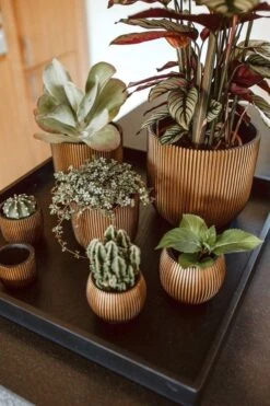 Capi Europe - Bloempot Bol Groove - 23x21 - Goud - Bloempot Voor Binnen - BGVGB134 19 Capi Europe - Bloempot Bol Groove - 23x21 - Goud - Bloempot Voor Binnen - BGVGB134 -Tuin Kweekbenodigdheden 800x1200 85