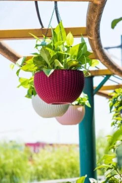 Hangpot Kunststof – Bloempot Hangend – Binnen & Buiten- Plantenhanger –Incl. Afvoerstop – 26 Cm - Zwart 9 Hangpot Kunststof – Bloempot Hangend – Binnen & Buiten- Plantenhanger –Incl. Afvoerstop – 26 Cm - Zwart -Tuin Kweekbenodigdheden 801x1200 15