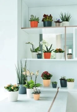 Elho B.for Soft Rond 35 - Bloempot Voor Binnen - Ø 34.5 X H 32.3 Cm - Antraciet 35 Elho B.for Soft Rond 35 - Bloempot Voor Binnen - Ø 34.5 X H 32.3 Cm - Antraciet -Tuin Kweekbenodigdheden 825x1200 4