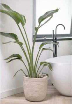 Capi Europe - Bloempot Bol Waste Rib NL - 35x34 - Terrazzo Beige - Voor Binnen En Buiten - KTBR932 20 Capi Europe - Bloempot Bol Waste Rib NL - 35x34 - Terrazzo Beige - Voor Binnen En Buiten - KTBR932 -Tuin Kweekbenodigdheden 837x1200 4