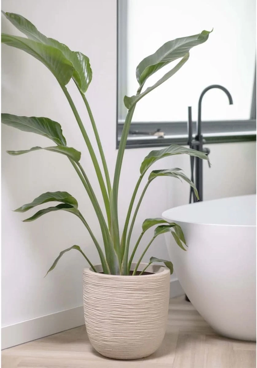 Capi Europe - Bloempot Bol Waste Rib NL - 35x34 - Terrazzo Beige - Voor Binnen En Buiten - KTBR932 9 Capi Europe - Bloempot Bol Waste Rib NL - 35x34 - Terrazzo Beige - Voor Binnen En Buiten - KTBR932 - Afbeelding 7