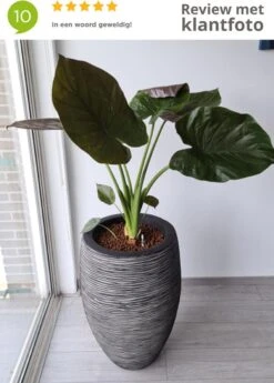 Capi Europe - Vaas Elegant Deluxe Rib NL - 40x60 - Antraciet - Voor Binnen En Buiten - KOFZ1131 17 Capi Europe - Vaas Elegant Deluxe Rib NL - 40x60 - Antraciet - Voor Binnen En Buiten - KOFZ1131 -Tuin Kweekbenodigdheden 858x1200 2