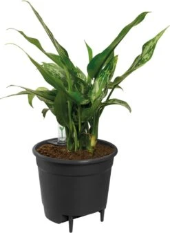 Elho Self-watering Insert 24 - Accessoires Voor Binnenaccessoires - Ø 23.7 X H 22.2 Cm - Zwart/Living Black 9 Elho Self-watering Insert 24 - Accessoires Voor Binnenaccessoires - Ø 23.7 X H 22.2 Cm - Zwart/Living Black -Tuin Kweekbenodigdheden 879x1200 3