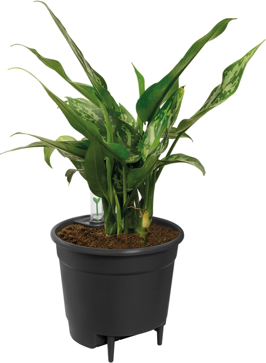 Elho Self-watering Insert 24 - Accessoires Voor Binnenaccessoires - Ø 23.7 X H 22.2 Cm - Zwart/Living Black 4 Elho Self-watering Insert 24 - Accessoires Voor Binnenaccessoires - Ø 23.7 X H 22.2 Cm - Zwart/Living Black - Afbeelding 2