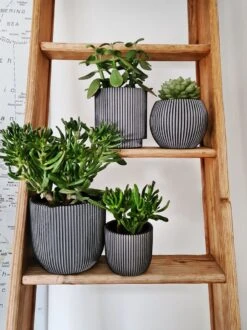 Capi Europe - Set Van 4 - Bloempot Binnen - Groove - Antraciet 10 Capi Europe - Set Van 4 - Bloempot Binnen - Groove - Antraciet -Tuin Kweekbenodigdheden 899x1200 5