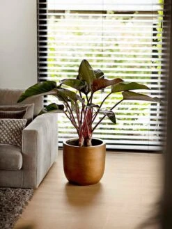 Capi Europe - Bloempot Bol Retro XL - 42x41 - Goud - Bloempot Voor Binnen - Opening ⌀36 - RTG933 14 Capi Europe - Bloempot Bol Retro XL - 42x41 - Goud - Bloempot Voor Binnen - Opening ⌀36 - RTG933 -Tuin Kweekbenodigdheden 900x1200 34