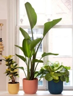 Elho Vibes Fold Rond 30 - Bloempot Voor Binnen - Ø 29.5 X H 27.2 Cm - Delicaat Roze -Tuin Kweekbenodigdheden 911x1200 2