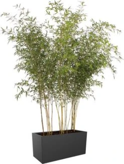 Elho Vivo Matt Finish Lang Wielen 90 - Grote Staande Plantenbak Voor Binnen & Buiten - Gemaakt Van Gereycled Plastic - L 39 X W 88 X H 41 Cm - Zwart 17 Elho Vivo Matt Finish Lang Wielen 90 - Grote Staande Plantenbak Voor Binnen & Buiten - Gemaakt Van Gereycled Plastic - L 39 X W 88 X H 41 Cm - Zwart -Tuin Kweekbenodigdheden 911x1200 4