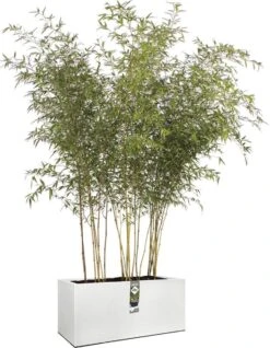 Elho Vivo Structure Finish Lang 90 - Plantenbak Voor Binnen & Buiten - Ø 88 X H 41 - Wit -Tuin Kweekbenodigdheden 931x1200