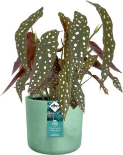 Elho The Ocean Collection Round 22cm - Bloempot Voor Binnen - 100% Gerecycled Materiaal - Gemaakt Met Zeeafval - Ø 22.3 X H 20.4 Cm - Pacifisch Groen 19 Elho The Ocean Collection Round 22cm - Bloempot Voor Binnen - 100% Gerecycled Materiaal - Gemaakt Met Zeeafval - Ø 22.3 X H 20.4 Cm - Pacifisch Groen -Tuin Kweekbenodigdheden 952x1200