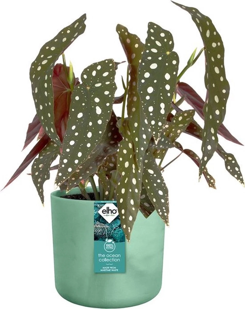 Elho The Ocean Collection Round 22cm - Bloempot Voor Binnen - 100% Gerecycled Materiaal - Gemaakt Met Zeeafval - Ø 22.3 X H 20.4 Cm - Pacifisch Groen 9 Elho The Ocean Collection Round 22cm - Bloempot Voor Binnen - 100% Gerecycled Materiaal - Gemaakt Met Zeeafval - Ø 22.3 X H 20.4 Cm - Pacifisch Groen - Afbeelding 7