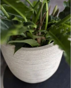 Capi Europe - Bloempot Bol Waste Rib NL - 35x34 - Terrazzo Beige - Voor Binnen En Buiten - KTBR932 19 Capi Europe - Bloempot Bol Waste Rib NL - 35x34 - Terrazzo Beige - Voor Binnen En Buiten - KTBR932 -Tuin Kweekbenodigdheden 967x1200 1