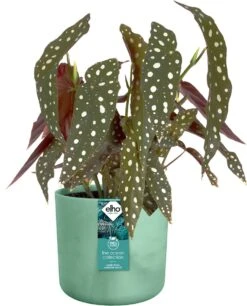 Elho The Ocean Collection Round 22cm - Bloempot Voor Binnen - 100% Gerecycled Materiaal - Gemaakt Met Zeeafval - Ø 22.3 X H 20.4 Cm - Pacifisch Groen 23 Elho The Ocean Collection Round 22cm - Bloempot Voor Binnen - 100% Gerecycled Materiaal - Gemaakt Met Zeeafval - Ø 22.3 X H 20.4 Cm - Pacifisch Groen -Tuin Kweekbenodigdheden 969x1200 6