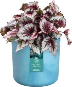 Elho The Ocean Collection Round 22cm - Bloempot Voor Binnen - 100% Gerecycled Materiaal - Gemaakt Met Zeeafval - Ø 22.3 X H 20.4 Cm - Atlantisch Blauw 22 Elho The Ocean Collection Round 22cm - Bloempot Voor Binnen - 100% Gerecycled Materiaal - Gemaakt Met Zeeafval - Ø 22.3 X H 20.4 Cm - Atlantisch Blauw -Tuin Kweekbenodigdheden 995x1200 1