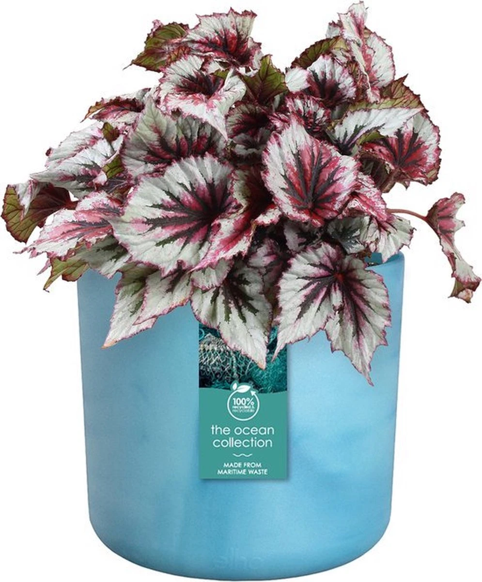 Elho The Ocean Collection Round 22cm - Bloempot Voor Binnen - 100% Gerecycled Materiaal - Gemaakt Met Zeeafval - Ø 22.3 X H 20.4 Cm - Atlantisch Blauw 11 Elho The Ocean Collection Round 22cm - Bloempot Voor Binnen - 100% Gerecycled Materiaal - Gemaakt Met Zeeafval - Ø 22.3 X H 20.4 Cm - Atlantisch Blauw - Afbeelding 9